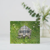 Eine Schildkröte im Grünen Postkarte (Stehend Vorderseite)