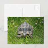 Eine Schildkröte im Grünen Postkarte (Vorne/Hinten)