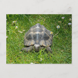 Eine Schildkröte im Grünen Postkarte