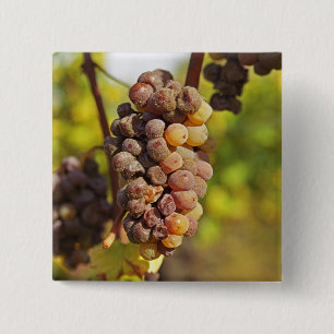 Eine schimmlige Semillon-Traube in Ch Raymond Lafo Button