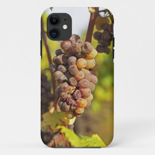 Eine schimmlige Semillon-Traube in Ch Raymond Lafo Case-Mate iPhone Hülle