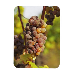 Eine schimmlige Semillon-Traube in Ch Raymond Lafo Magnet