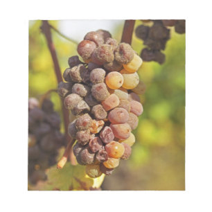 Eine schimmlige Semillon-Traube in Ch Raymond Lafo Notizblock