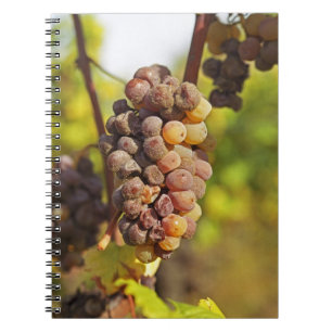 Eine schimmlige Semillon-Traube in Ch Raymond Lafo Notizblock