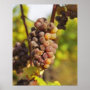Eine schimmlige Semillon-Traube in Ch Raymond Lafo Poster