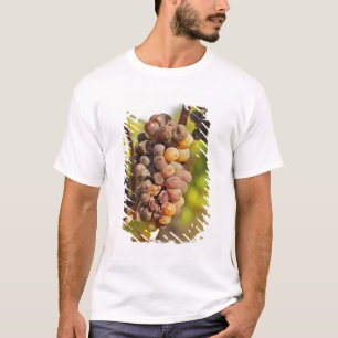 Eine schimmlige Semillon-Traube in Ch Raymond Lafo T-Shirt