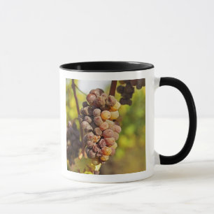 Eine schimmlige Semillon-Traube in Ch Raymond Lafo Tasse