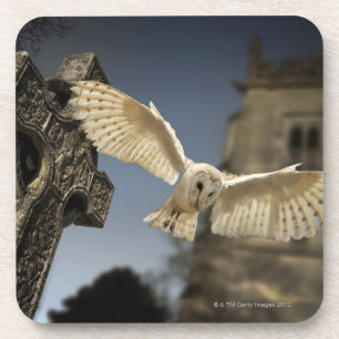 Eine Schleiereule (Tyto alba) in einem Friedhof im Untersetzer