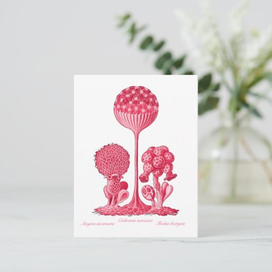 Eine Schleime Postkarte (Stehend Vorderseite)