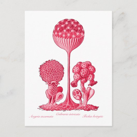 Eine Schleime Postkarte (Vorderseite)