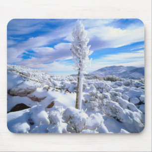 Eine schneebedeckte Yucca Mousepad