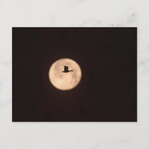 Eine Schneegans vor Vollmond New Mexico Postkarte