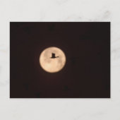 Eine Schneegose gegen Vollmond | Neu Mexiko Postkarte (Vorderseite)