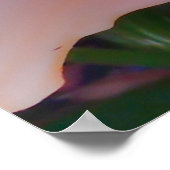 Eine schöne Orange Lily Poster (Ecke)