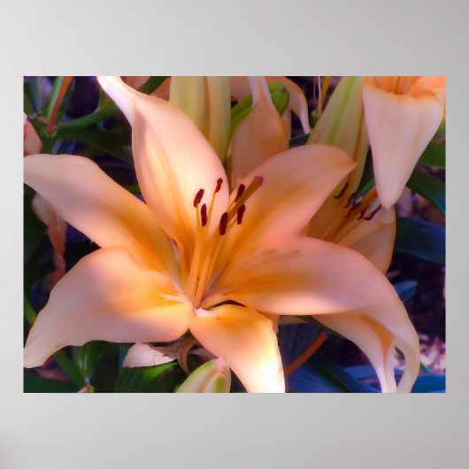 Eine schöne Orange Lily Poster (Vorne)