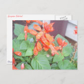 Eine schöne orangefarbene Salvia-Blüte Postkarte (Vorne/Hinten)