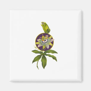 Eine schöne Passionsfruchtblüte Magnet