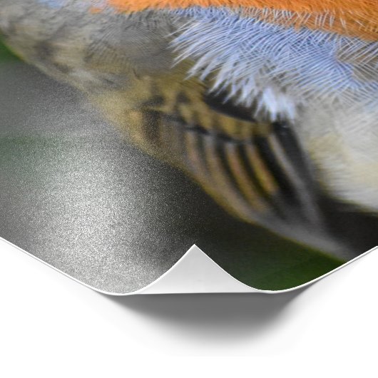 Eine schöne rote Brust Fotodruck (Ecke)