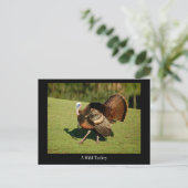 Eine schöne wilde Türkei auf einer Postkarte (Stehend Vorderseite)