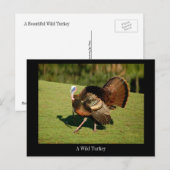Eine schöne wilde Türkei auf einer Postkarte (Vorne/Hinten)