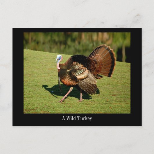 Eine schöne wilde Türkei auf einer Postkarte (Vorderseite)