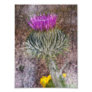 Eine schottische Distel Fotodruck