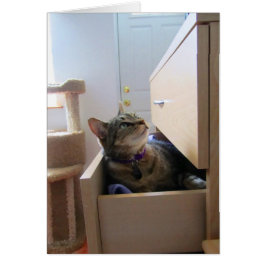 Eine Schublade für die Indigokarte