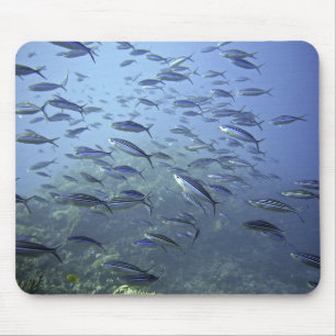 Eine Schule für Fische und Meereslebewesen Mousepad