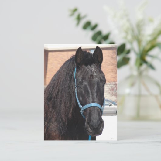 Eine schwarze Schönheit Postkarte (Stehend Vorderseite)