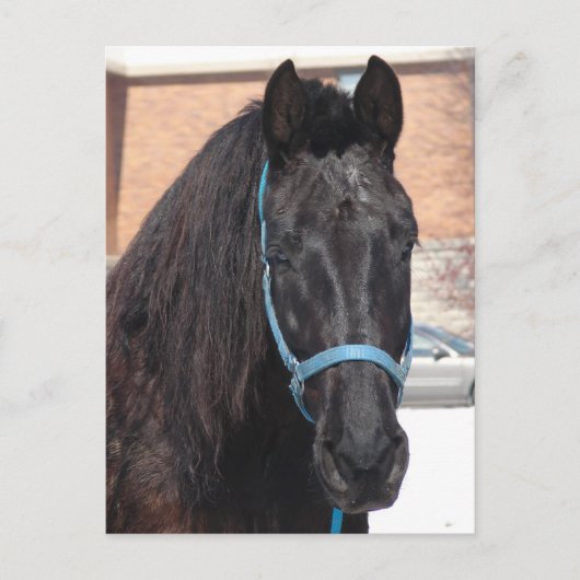 Eine schwarze Schönheit Postkarte (Vorderseite)