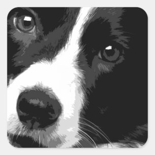 Eine Schwarzweiss-Border-Collie Quadratischer Aufkleber