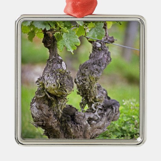 Eine sehr alte Weinrebe im Weinberg Clos de l'Echo Ornament Aus Metall (Vorne)
