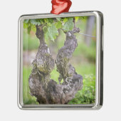 Eine sehr alte Weinrebe im Weinberg Clos de l'Echo Ornament Aus Metall (Links)