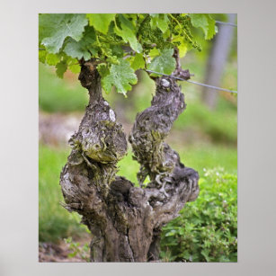 Eine sehr alte Weinrebe im Weinberg Clos de l'Echo Poster