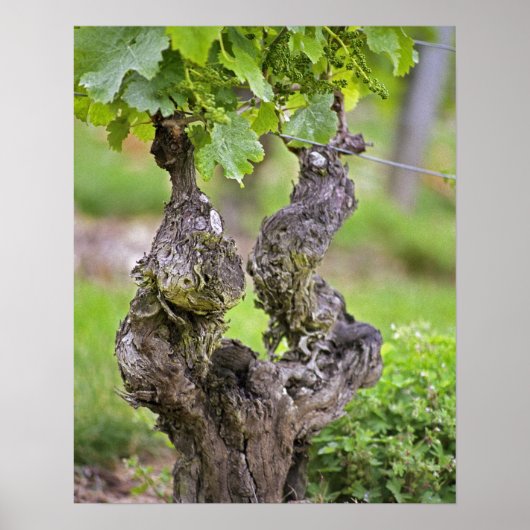 Eine sehr alte Weinrebe im Weinberg Clos de l'Echo Poster (Vorne)