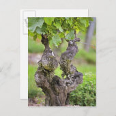 Eine sehr alte Weinrebe im Weinberg Clos de l'Echo Postkarte (Vorne/Hinten)
