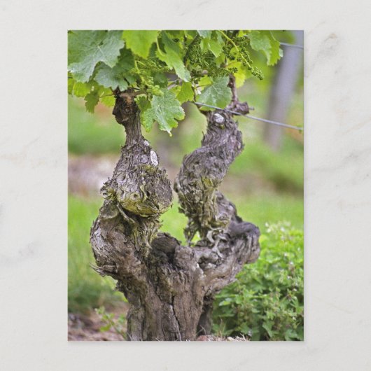 Eine sehr alte Weinrebe im Weinberg Clos de l'Echo Postkarte (Vorderseite)