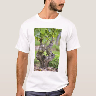Eine sehr alte Weinrebe im Weinberg Clos de l'Echo T-Shirt