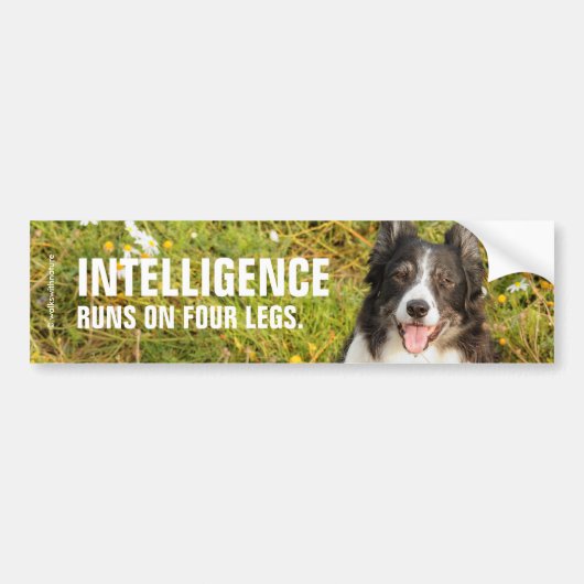 Eine sehr freundliche Border Collie Autoaufkleber (Vorne)