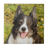 Eine sehr freundliche Border Collie Fliese (Vorderseite)