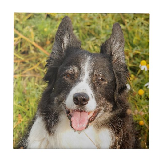 Eine sehr freundliche Border Collie Fliese (Vorderseite)