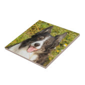 Eine sehr freundliche Border Collie Fliese (Seite)