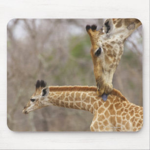 Eine seitliche Sicht auf eine Giraffe, die ihre Ju Mousepad