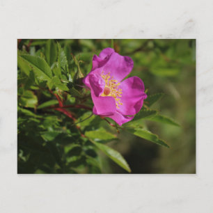 Eine Single-Wild-Rose Postkarte