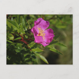 Eine Single Wild Rose Postkarte