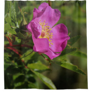 Eine Single-wilde Rose Duschvorhang