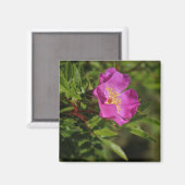 Eine Single-wilde Rose Magnet (Vorderseite/Rückseite)