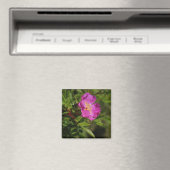 Eine Single-wilde Rose Magnet (In Situ (Geschirrspüler))
