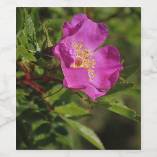 Eine Single-wilde Rose Weinetikett (Einzelnes Label)