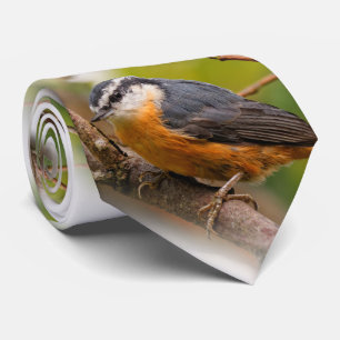 Eine skeptische, rostige Nuthatch Krawatte